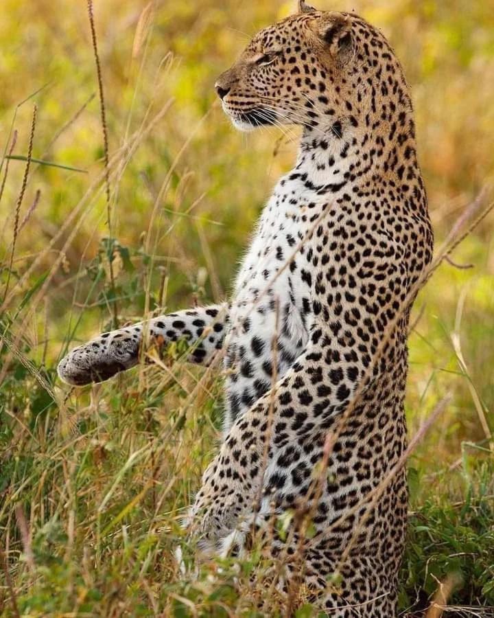 Viveka Inn Guest And Yala Safari Тіссамахарама Екстер'єр фото