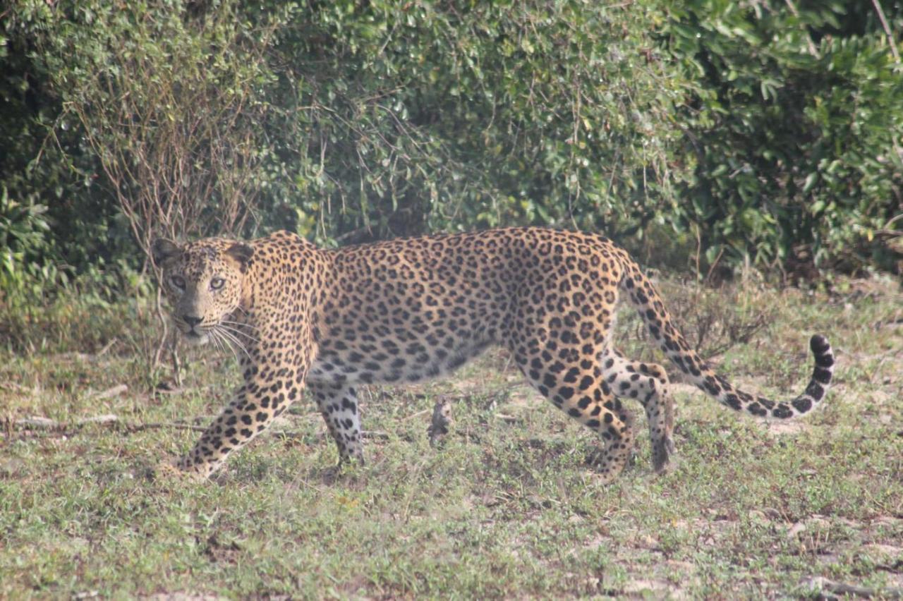 Viveka Inn Guest And Yala Safari Тіссамахарама Екстер'єр фото