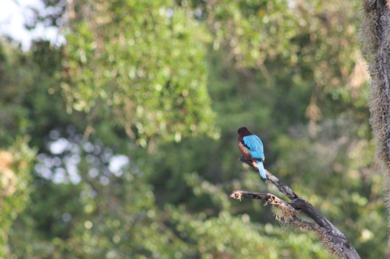 Viveka Inn Guest And Yala Safari Тіссамахарама Екстер'єр фото