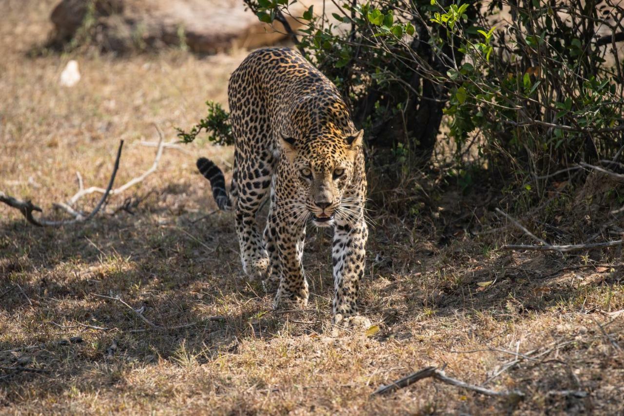 Viveka Inn Guest And Yala Safari Тіссамахарама Екстер'єр фото