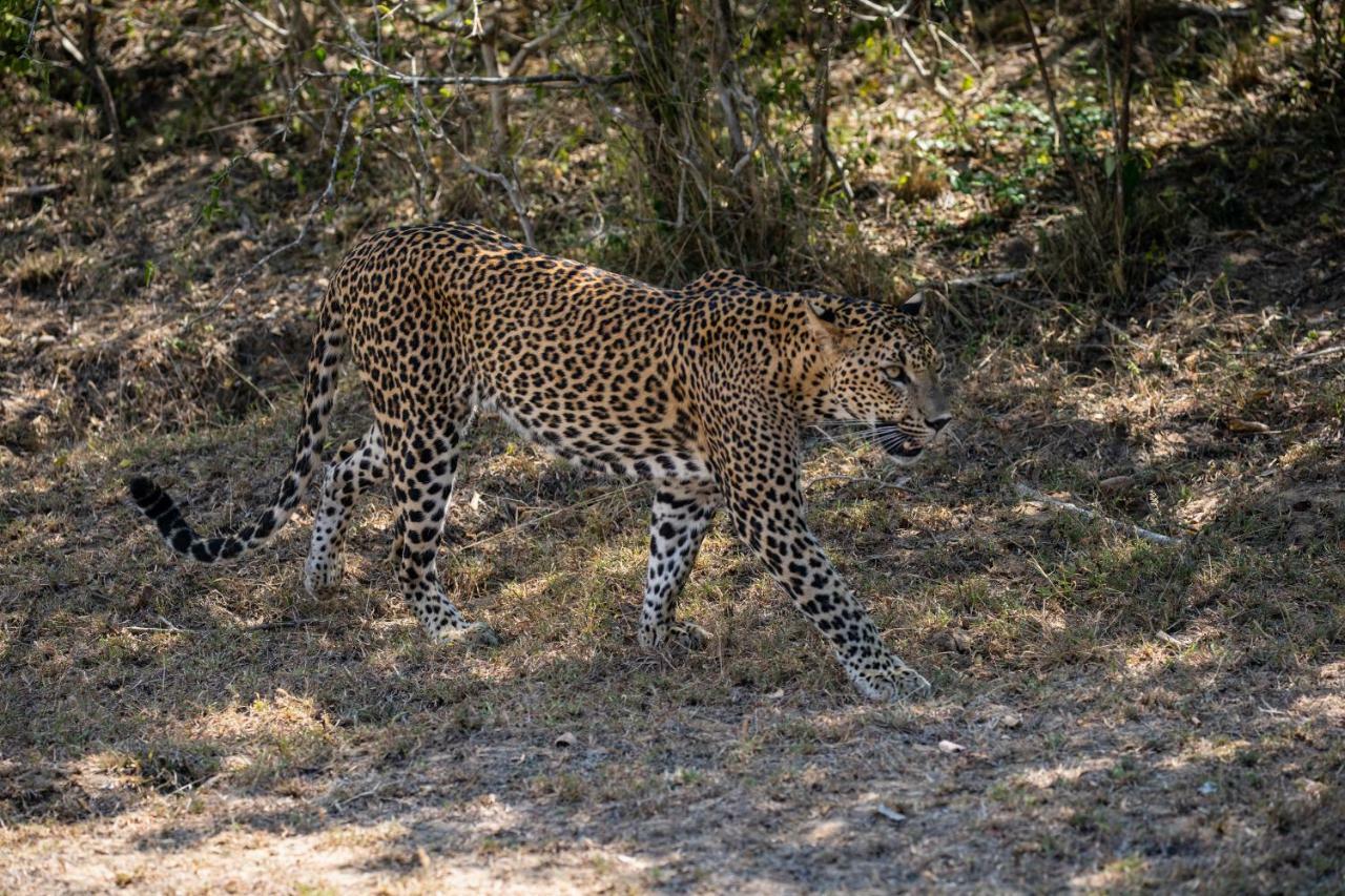 Viveka Inn Guest And Yala Safari Тіссамахарама Екстер'єр фото